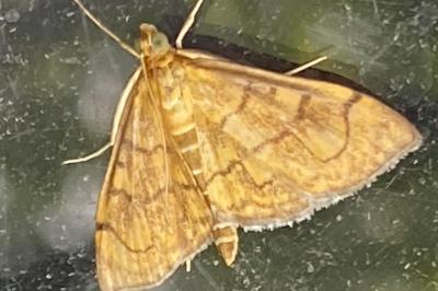 <i>Anania verbascalis</i>