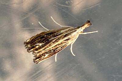 <i>Catoptria verellus</i>
