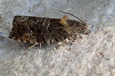 <i>Eudemis profundana</i>