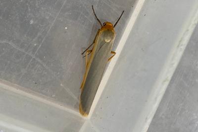 <i>Manulea complana</i>