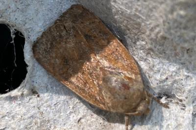 <i>Noctua interjecta</i>