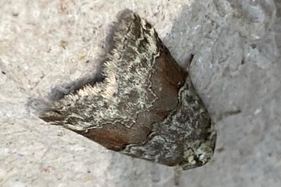 <i>Nycteola siculana</i>