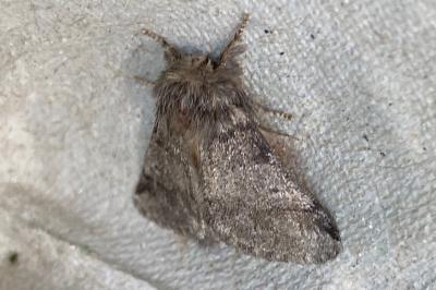 <i>Thaumetopoea processionea</i>