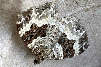<i>Epirrhoe alternata</i>