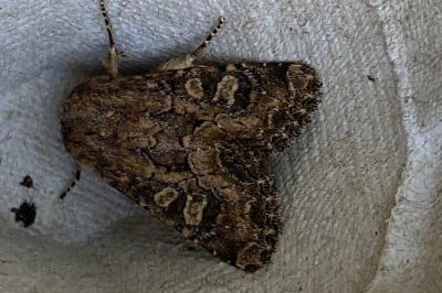 <i>Luperina testacea</i>