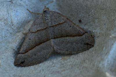 <i>Scotopteryx luridata/mucronata</i>