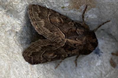 <i>Thalpophila matura</i>