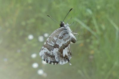 <i>Cacyreus marshalli</i>