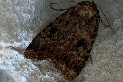<i>Amphipyra berbera</i>