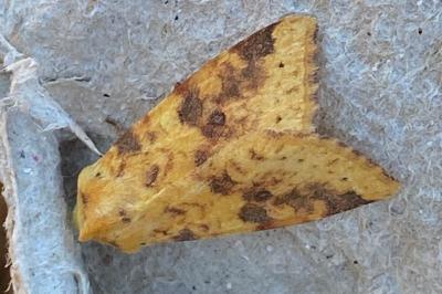 <i>Xanthia togata</i>
