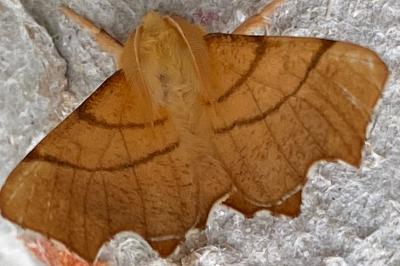 <i>Ennomos erosaria</i>