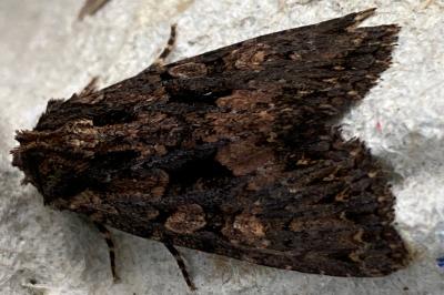 <i>Mniotype satura</i>