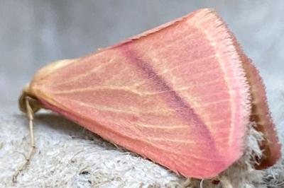 <i>Rhodometra sacraria</i>