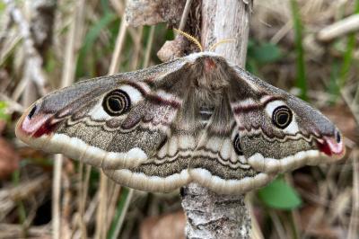 <i>Saturnia pavonia</i>