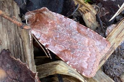 <i>Cerastis rubricosa</i>