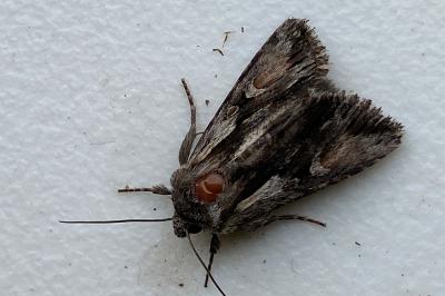 <i>Chloantha hyperici</i>