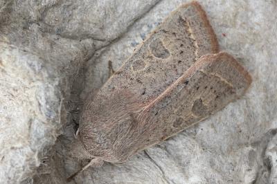 <i>Orthosia gracilis</i>