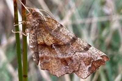 <i>Selenia dentaria</i>
