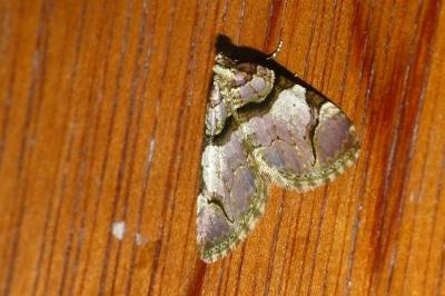 <i>Anticlea derivata</i>