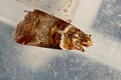 <i>Acrobasis tumidana</i>