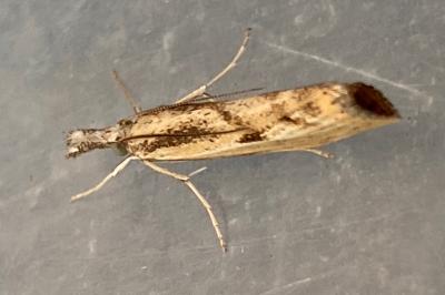 <i>Agriphila inquinatella</i>