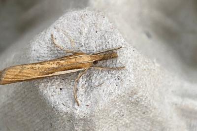 <i>Agriphila tristella</i>