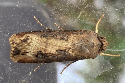 <i>Agrotis ipsilon</i>
