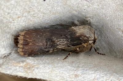 <i>Agrotis puta</i>