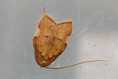 <i>Carcina quercana</i>
