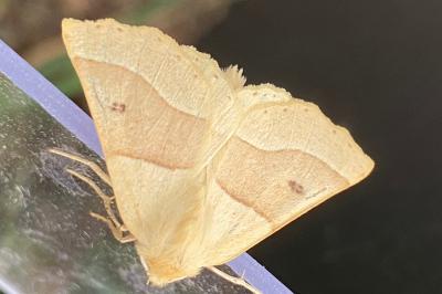 <i>Crocallis elinguaria</i>