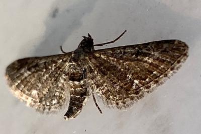 <i>Eupithecia</i>