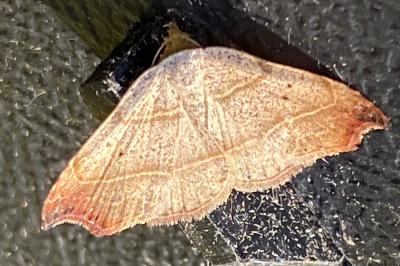 <i>Laspeyria flexula</i>
