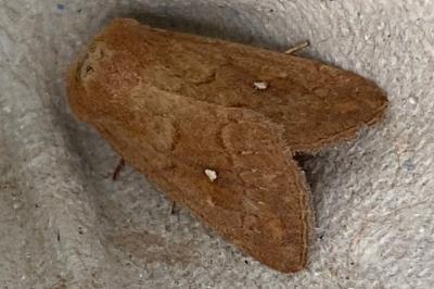 <i>Mythimna albipuncta</i>