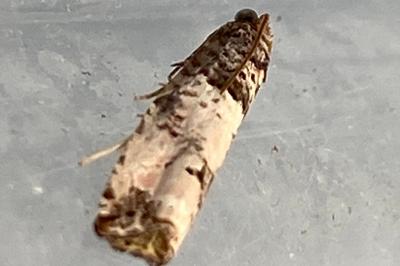 <i>Notocelia</i>