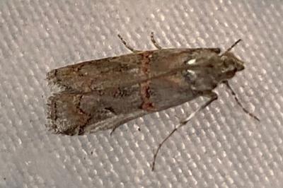 <i>Pempelia palumbella</i>