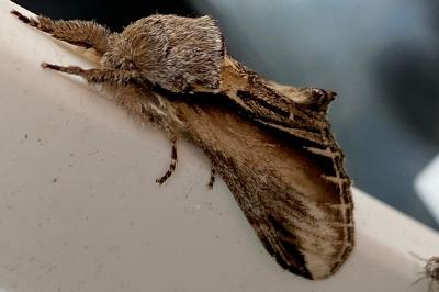 <i>Pheosia tremula</i>