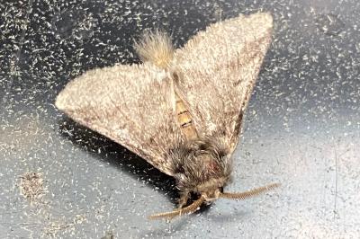 <i>Thaumetopoea processionea</i>