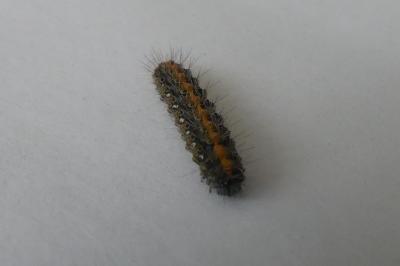 <i>Euplagia quadripunctaria</i>