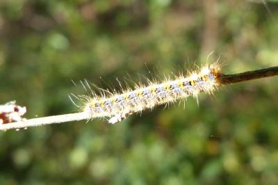<i>Lasiocampa quercus</i>