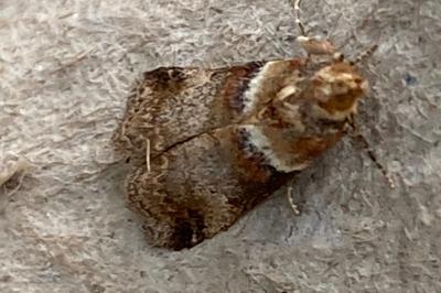 <i>Acrobasis tumidana</i>