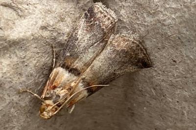 <i>Acrobasis tumidana</i>