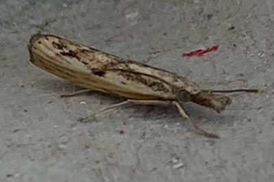 <i>Agriphila inquinatella</i>
