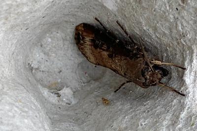 <i>Agrotis ipsilon</i>