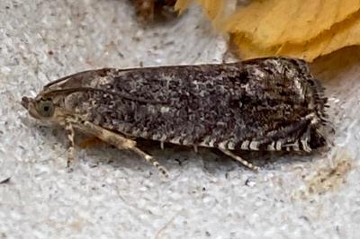<i>Cydia splendana</i>