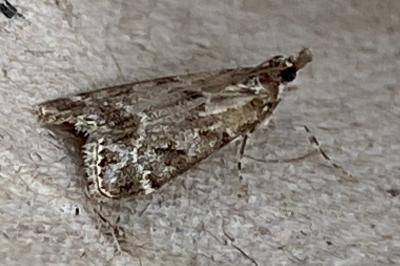 <i>Eudonia mercurella</i>