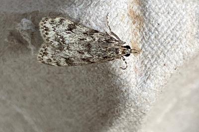 <i>Eudonia</i>