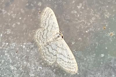 <i>Idaea subsericeata</i>