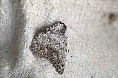 <i>Meganola strigula</i>