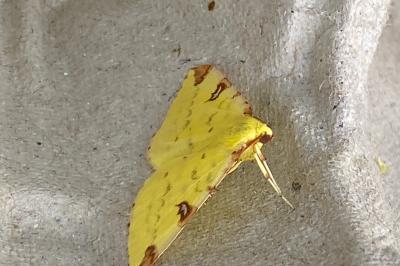 <i>Opisthograptis luteolata</i>