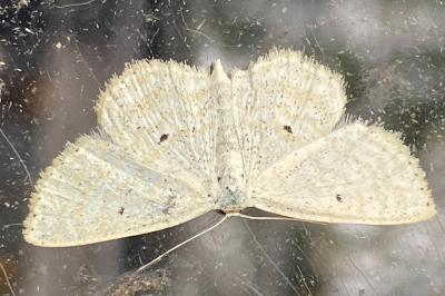 <i>Scopula immutata</i>
